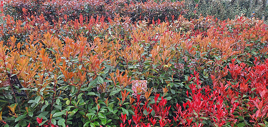 Tuintips | Verzorgingstips Photinia fraseri Red Robin | Planta