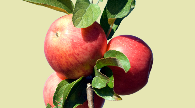 malus