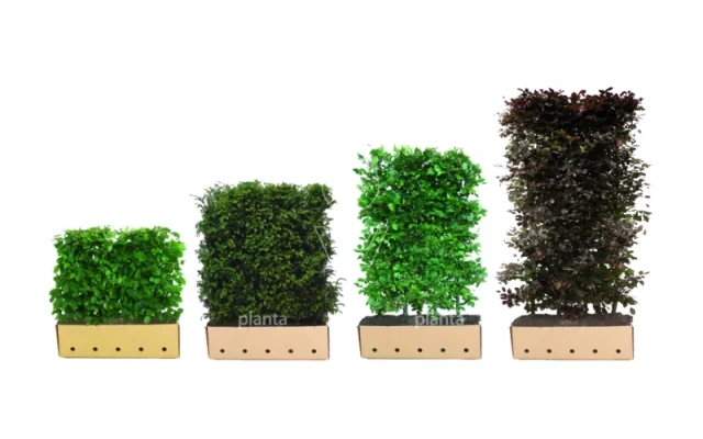 131599 4 quick hedge hagen