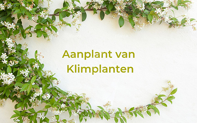 klimplanten (1)