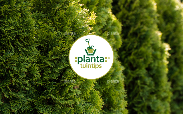 Tuintips | Stappenplan voor de aanplant van Thuja hagen | Planta