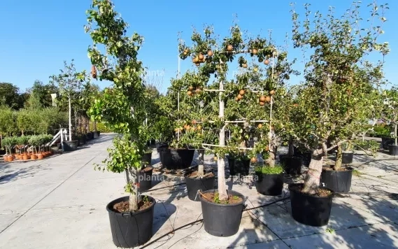 88174 fruitbomen