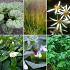24 planten voor ongeveer 3 m2
