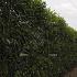 Quick Hedge Haagelement 100cm lang x 120cm hoog