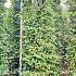 solitaire plant, 250 tot 300 cm hoog, draadkluit