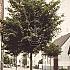 hoogstam dakboom, stamomtrek 14-16 cm, rek 130x130cm, draadkluit
