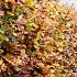 Quick Hedge Haagelement 100cm lang x 200cm hoog