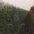 Quick Hedge Haagelement 100cm lang x 200cm hoog
