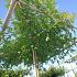hoogstam dakboom, stamomtrek 12-14 cm, rek 130x130cm, draadkluit