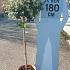 halfstamboom, bolvorm, kroondiameter 30-40cm, pot 20 liter