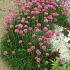 Armeria maritima 'Splendens'
