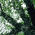 hoogstamboom, stamomtrek 14-16 cm, draadkluit