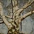 Betula pendula