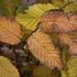 Carpinus betulus