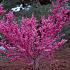 Cercis chinensis 'Avondale'