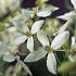 Clematis armandii