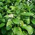 Cornus sericea 'Flaviramea'
