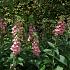 Digitalis 'Mertonensis'
