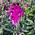 Erysimum 'Bowles' Mauve'