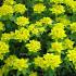 Euphorbia polychroma