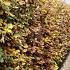 Fagus sylvatica