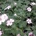 Geranium 'Dreamland'
