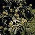Hedera colchica 'Fall Favourite' (=Arborescens)