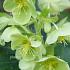 Helleborus argutifolius