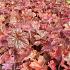 Heuchera micrantha 'Palace Purple'