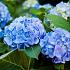 Hydrangea macrophylla 'Endless Summer' blauw