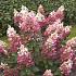 Hydrangea paniculata 'Pinky Winky'