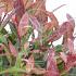 Leucothoe 'Zeblid'
