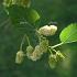 Morus alba