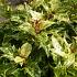 Osmanthus heterophyllus 'Goshiki'