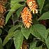 Ostrya carpinifolia