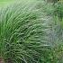 Panicum virgatum 'Squaw'