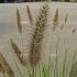 Pennisetum alopecuroides 'Viridescens'