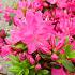 Rhododendron (AJ) 'Kermesina'