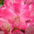 Rhododendron (Y) 'Morgenrot'