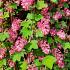 Ribes sanguineum 'King Edward VII'