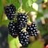 Rubus fruticosus 'Black Satin'