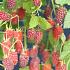 Rubus idaeus 'Autumn Bliss'