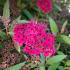 Spiraea japonica 'Anthony Waterer'
