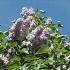 Syringa vulgaris 'Michel Buchner'