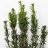 Taxus media 'Hicksii'