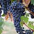 Vitis vinifera 'Boskoop Glory'