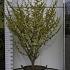 solitaire plant, 150 tot 175 cm hoog, in pot