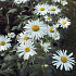 Leucanthemum (S) 'Alaska'
