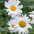 Leucanthemum (S) 'Alaska'