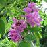 Robinia margaretta 'Casque Rouge'